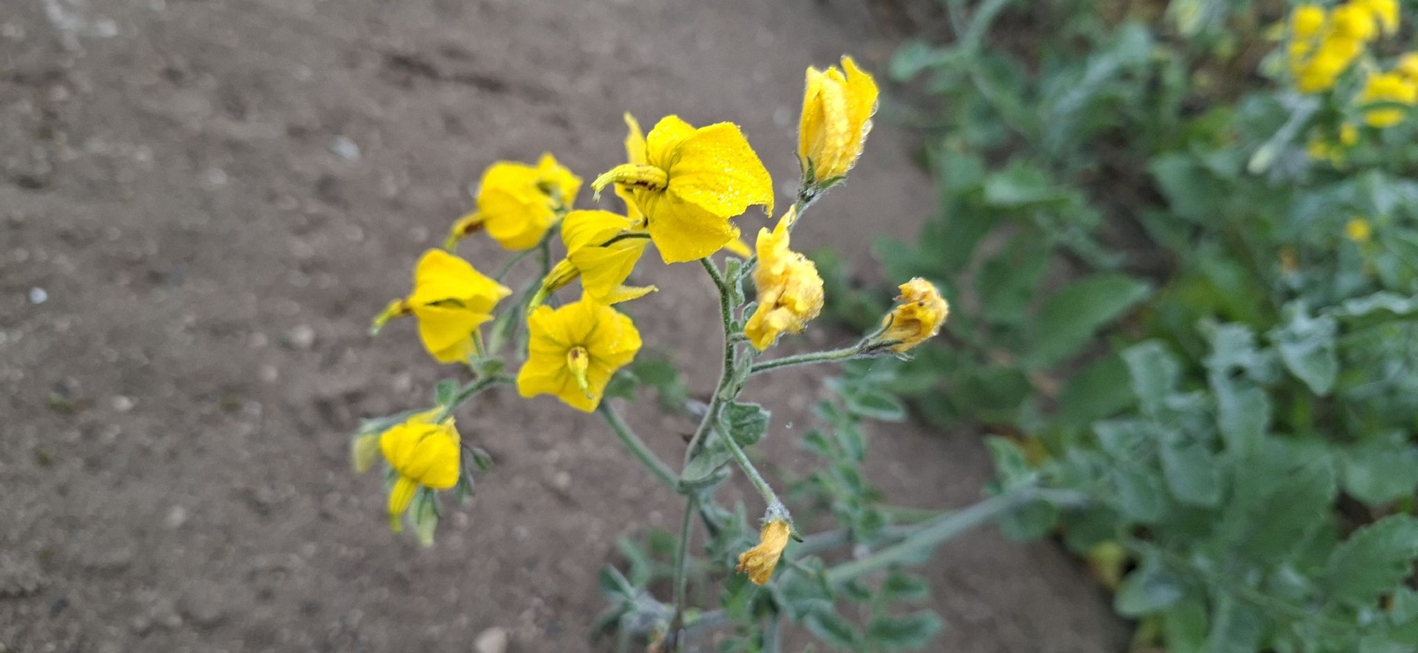 Solanum peruvianum