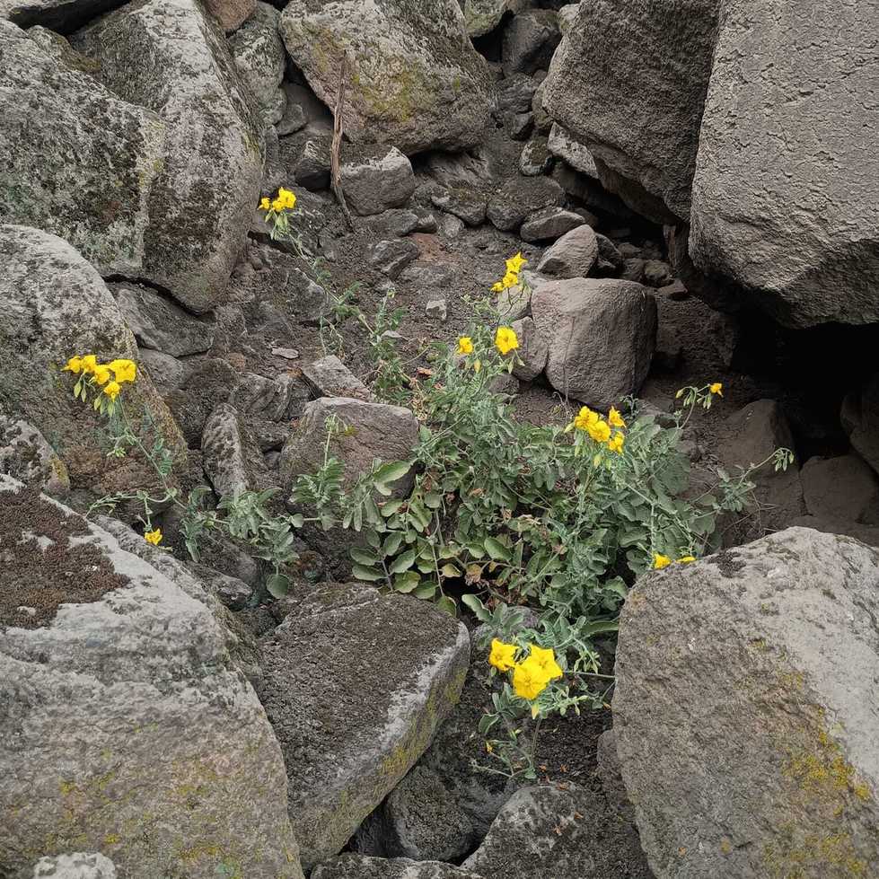 Solanum peruvianum