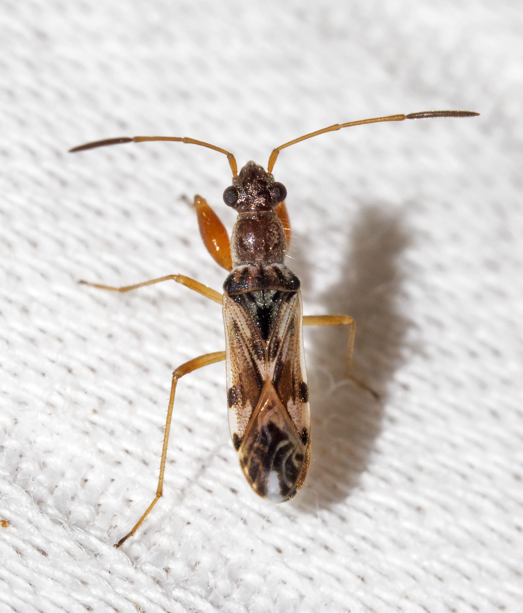 Neopamera