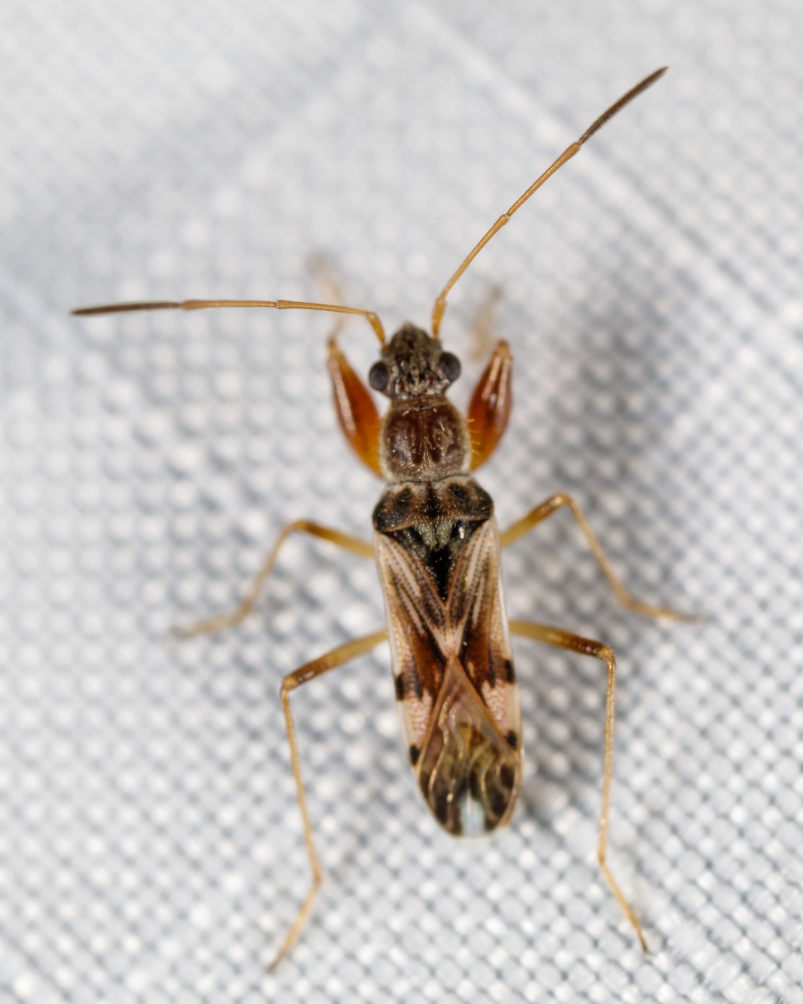 Neopamera