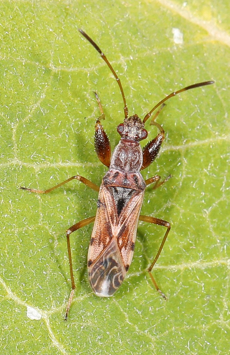 Neopamera