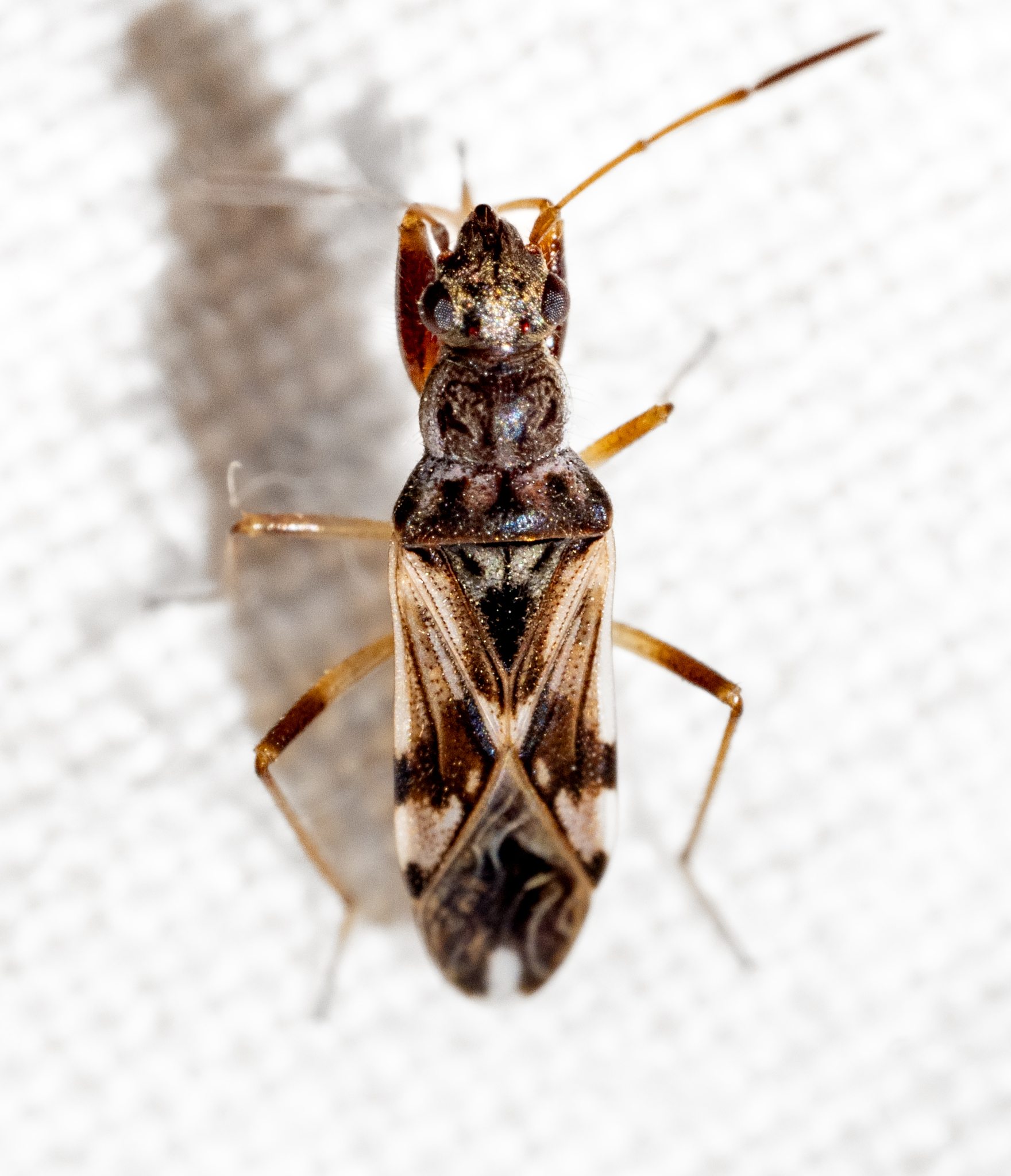 Neopamera