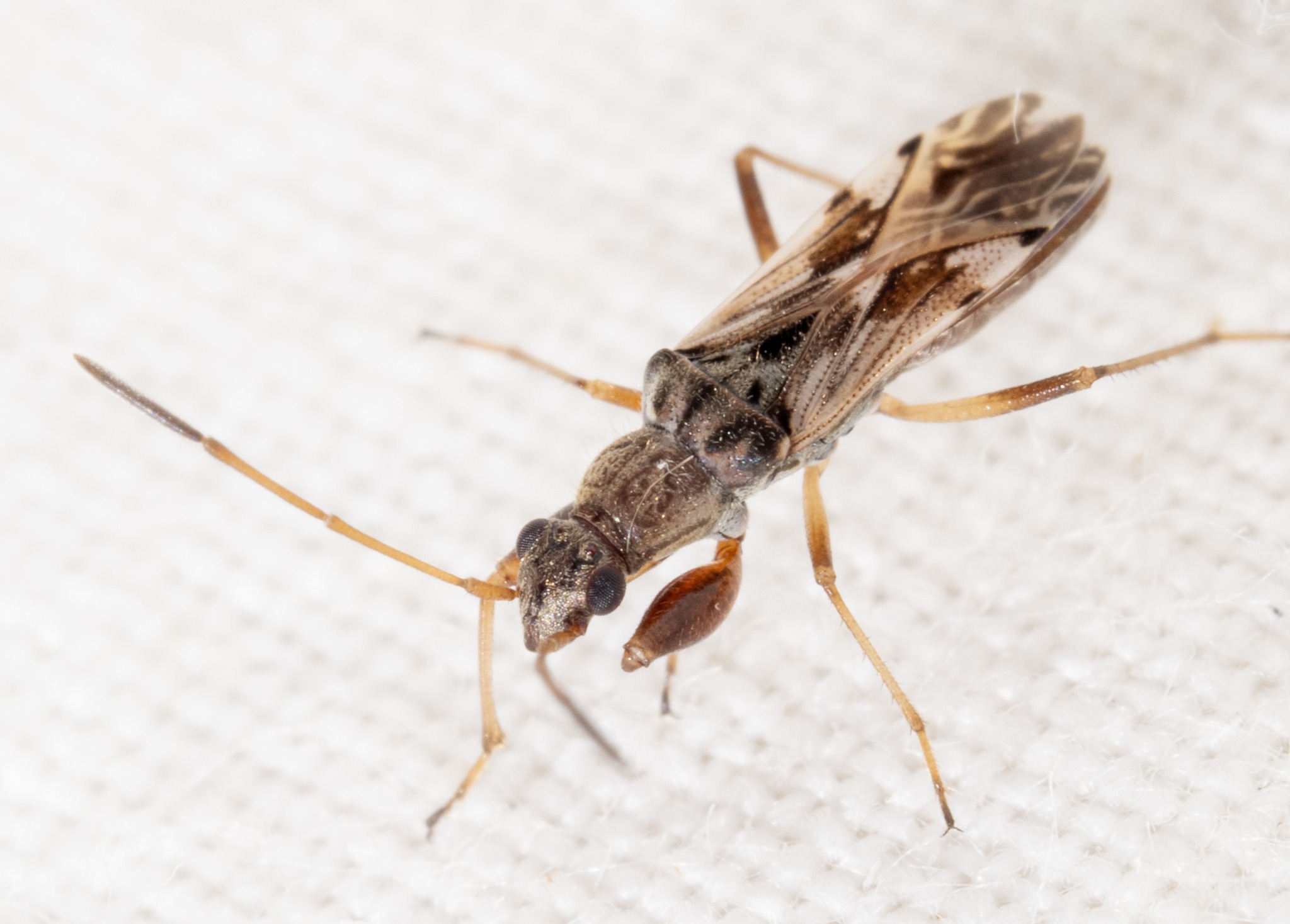 Neopamera
