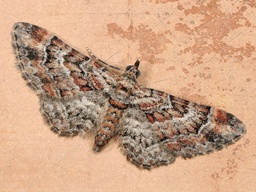 Gymnoscelis rufifasciata