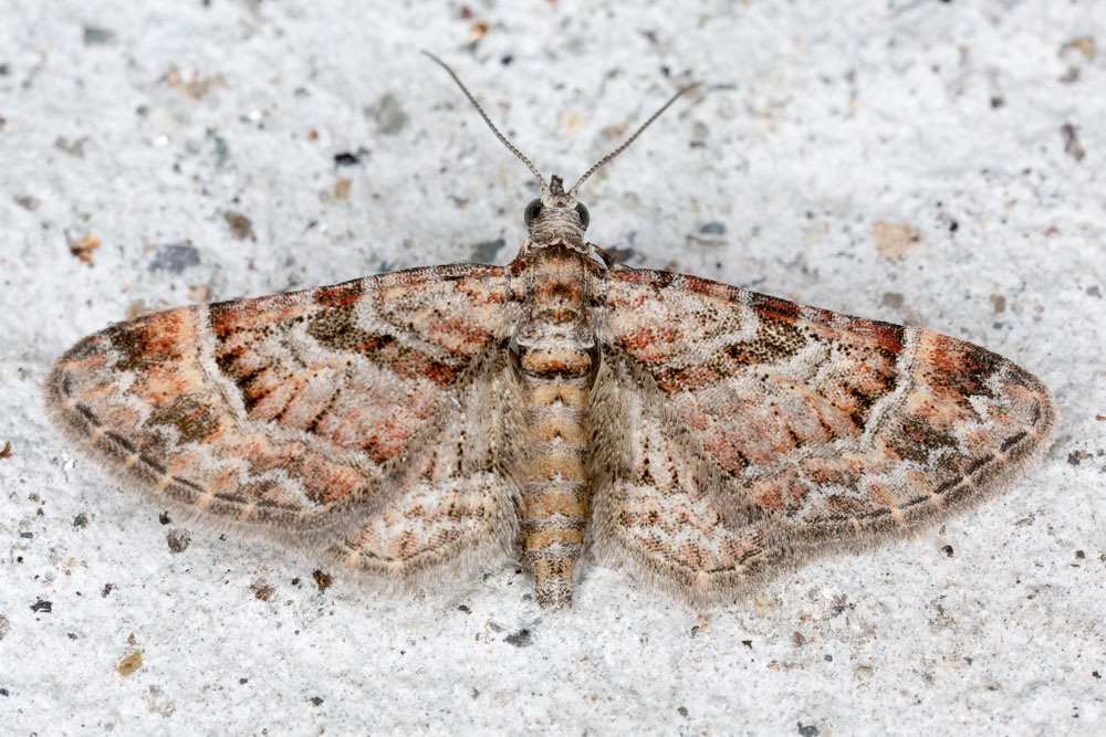 Gymnoscelis rufifasciata
