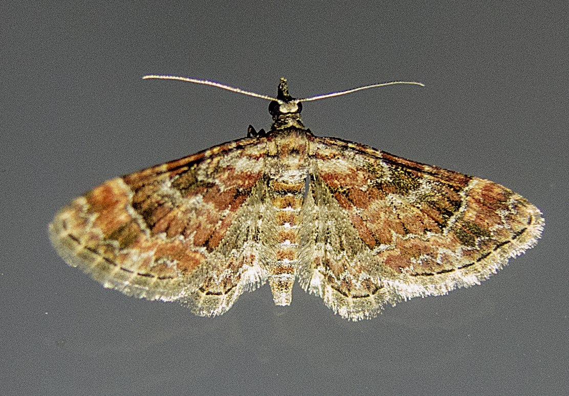 Gymnoscelis rufifasciata