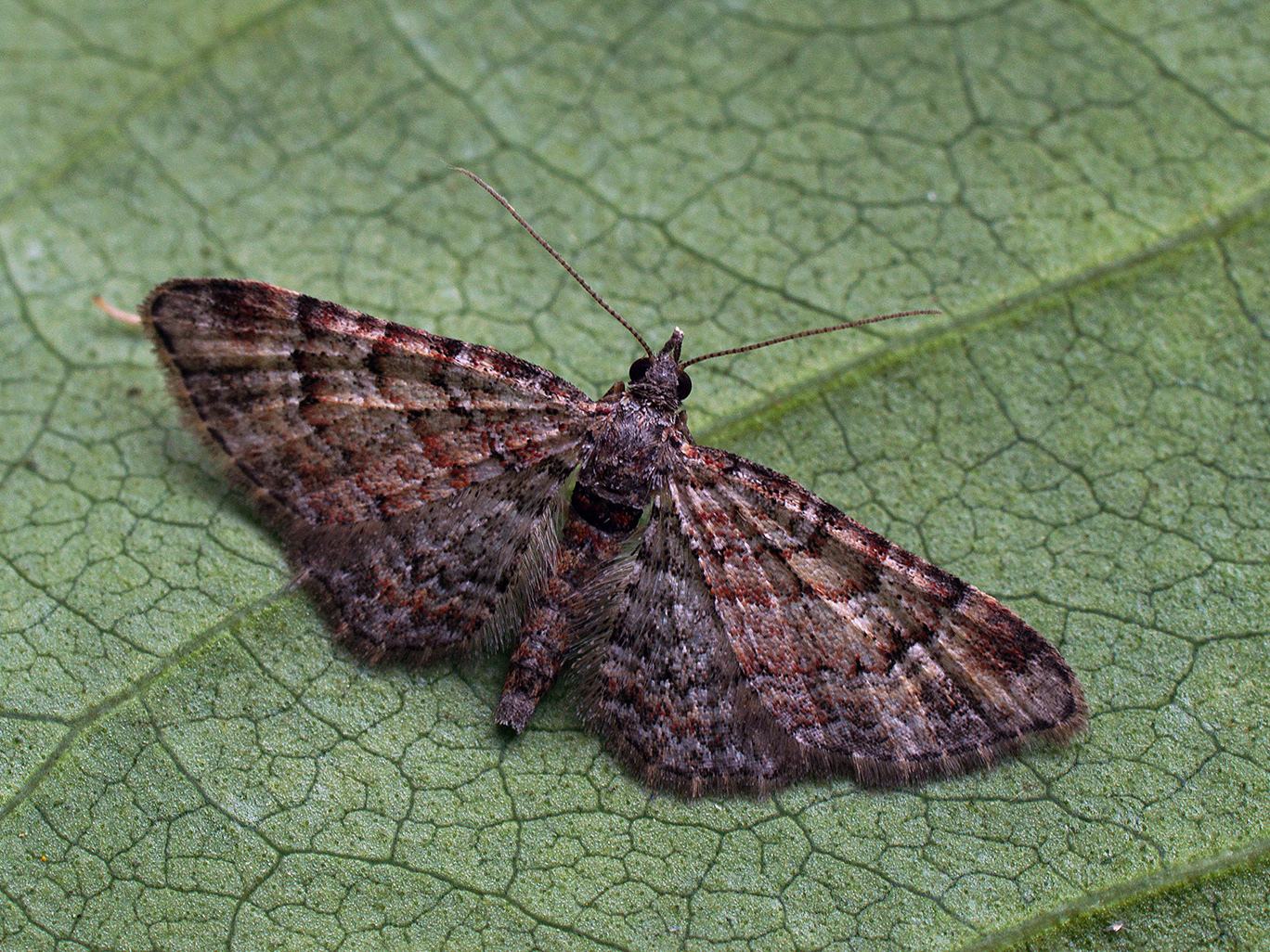 Gymnoscelis rufifasciata