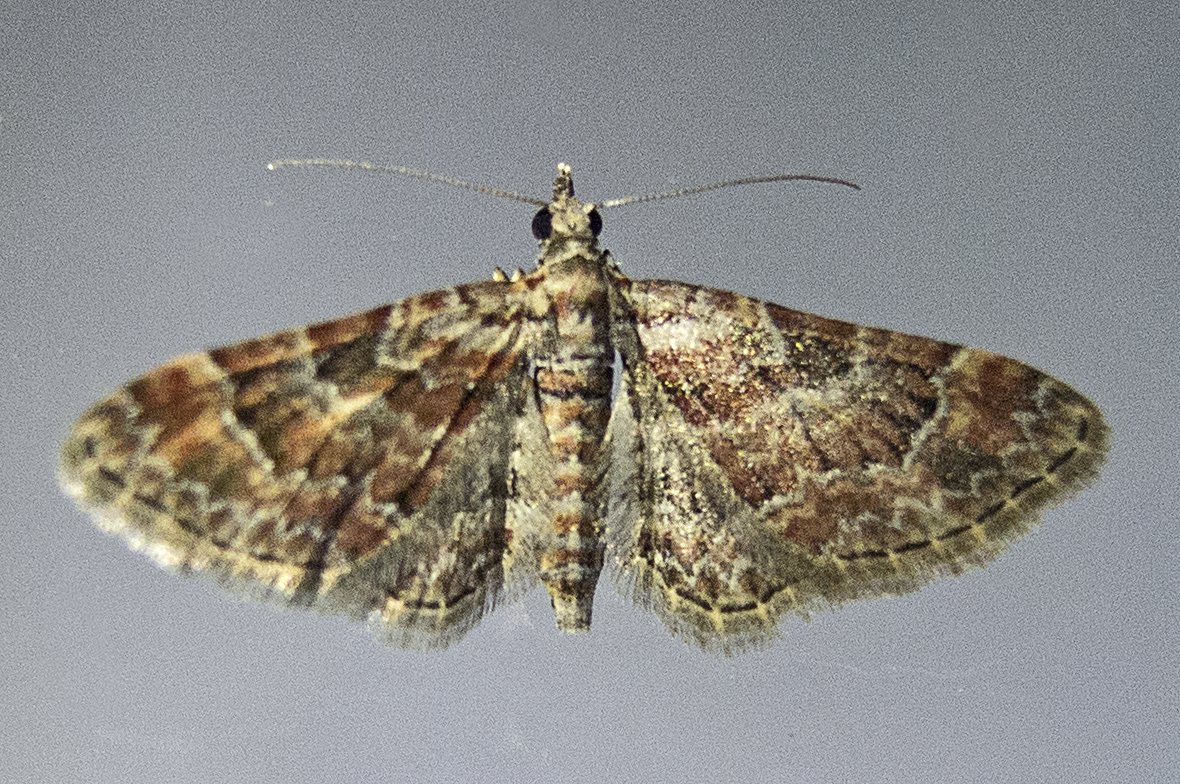Gymnoscelis rufifasciata