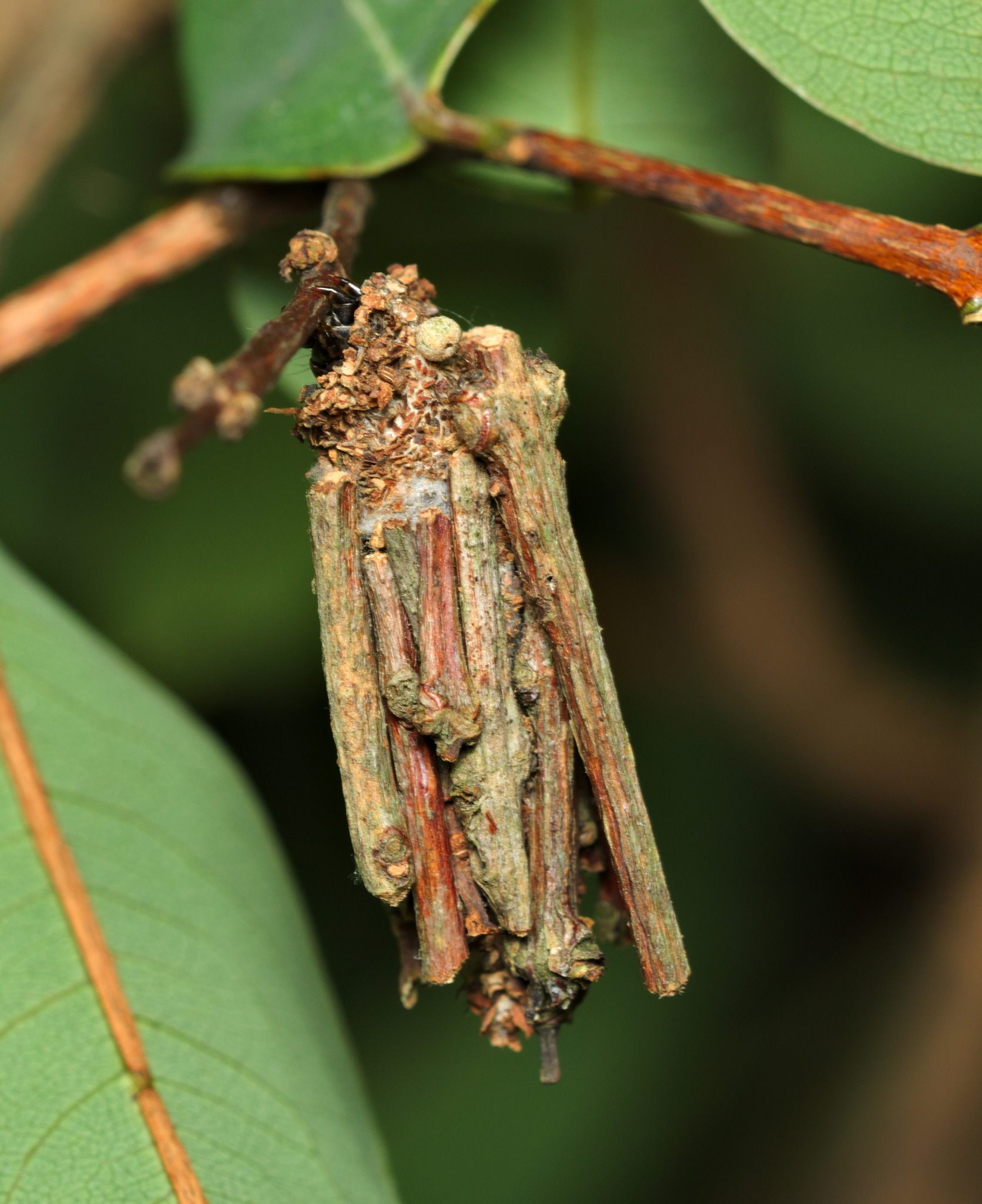 Eumeta variegata
