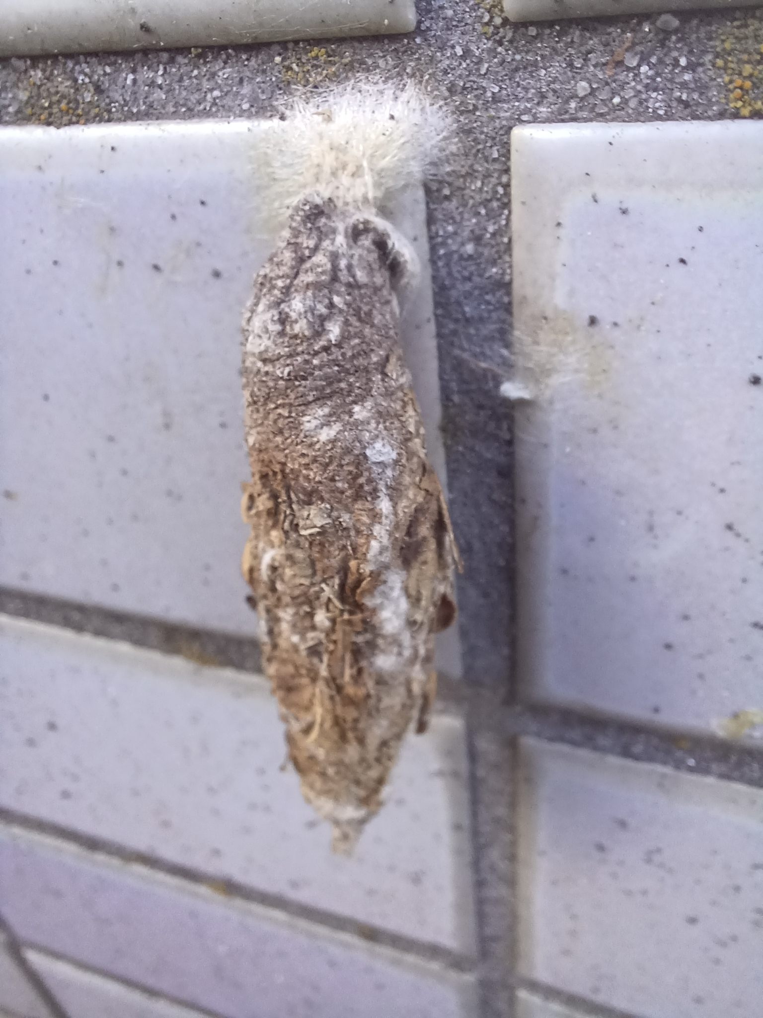 Eumeta variegata
