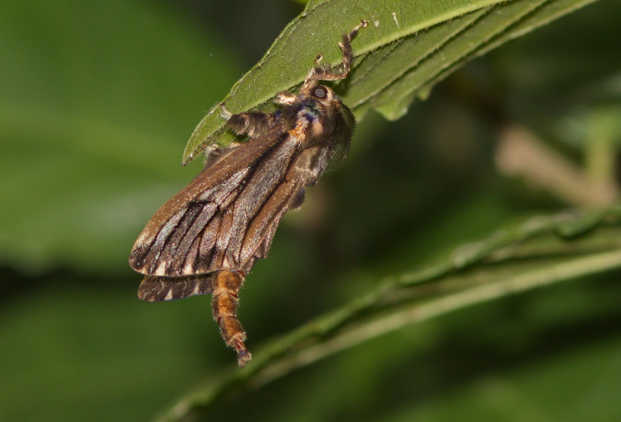 Eumeta variegata