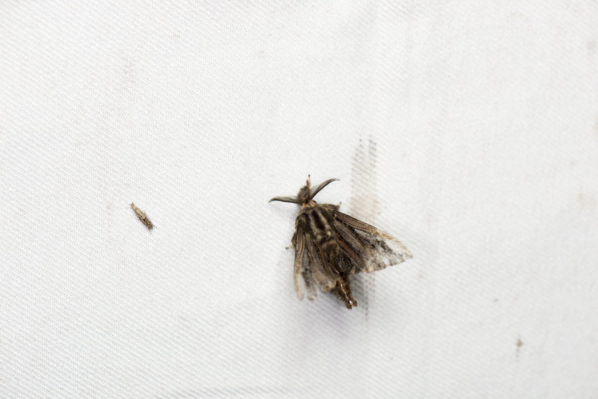 Eumeta variegata