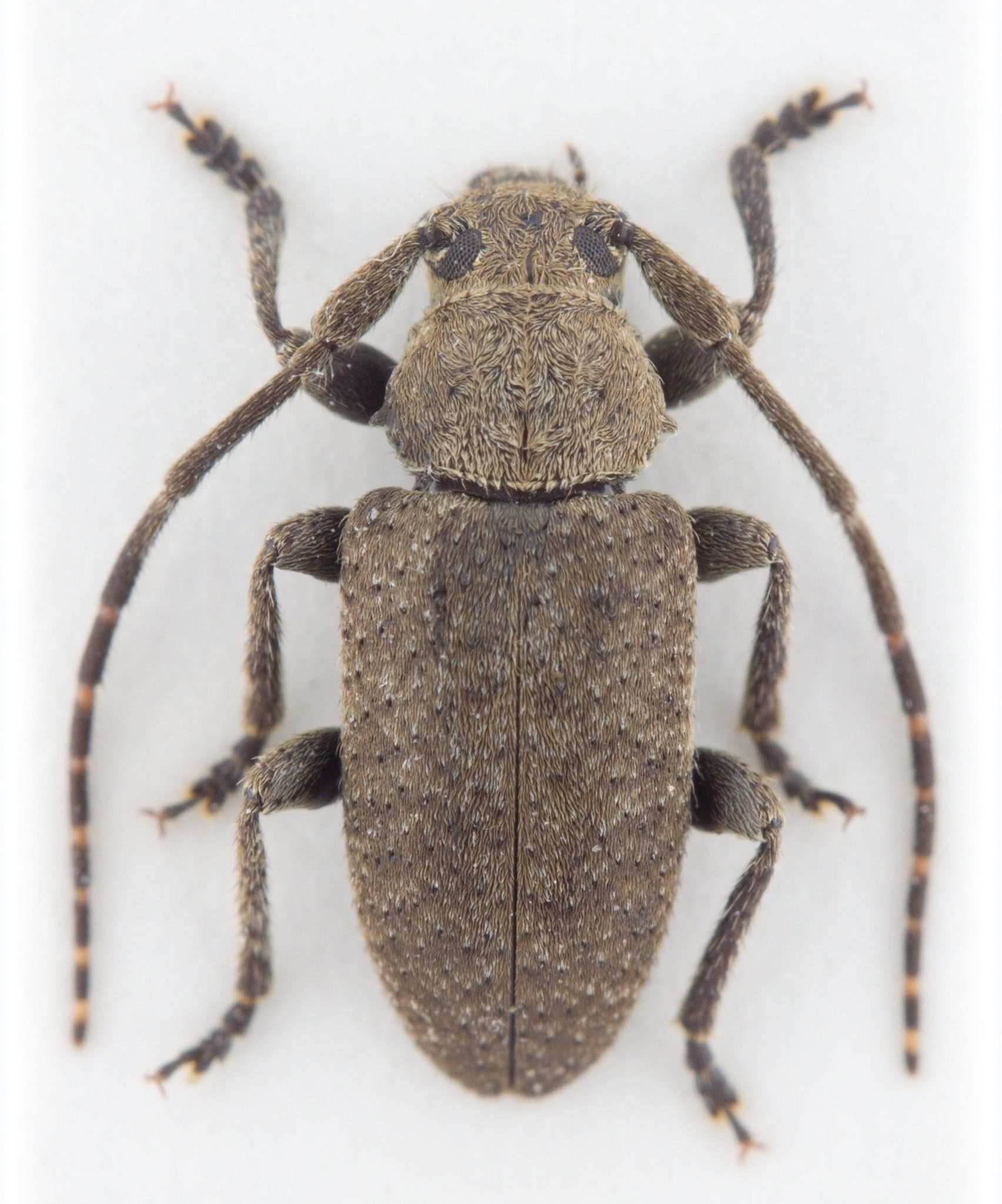 Drycothaea