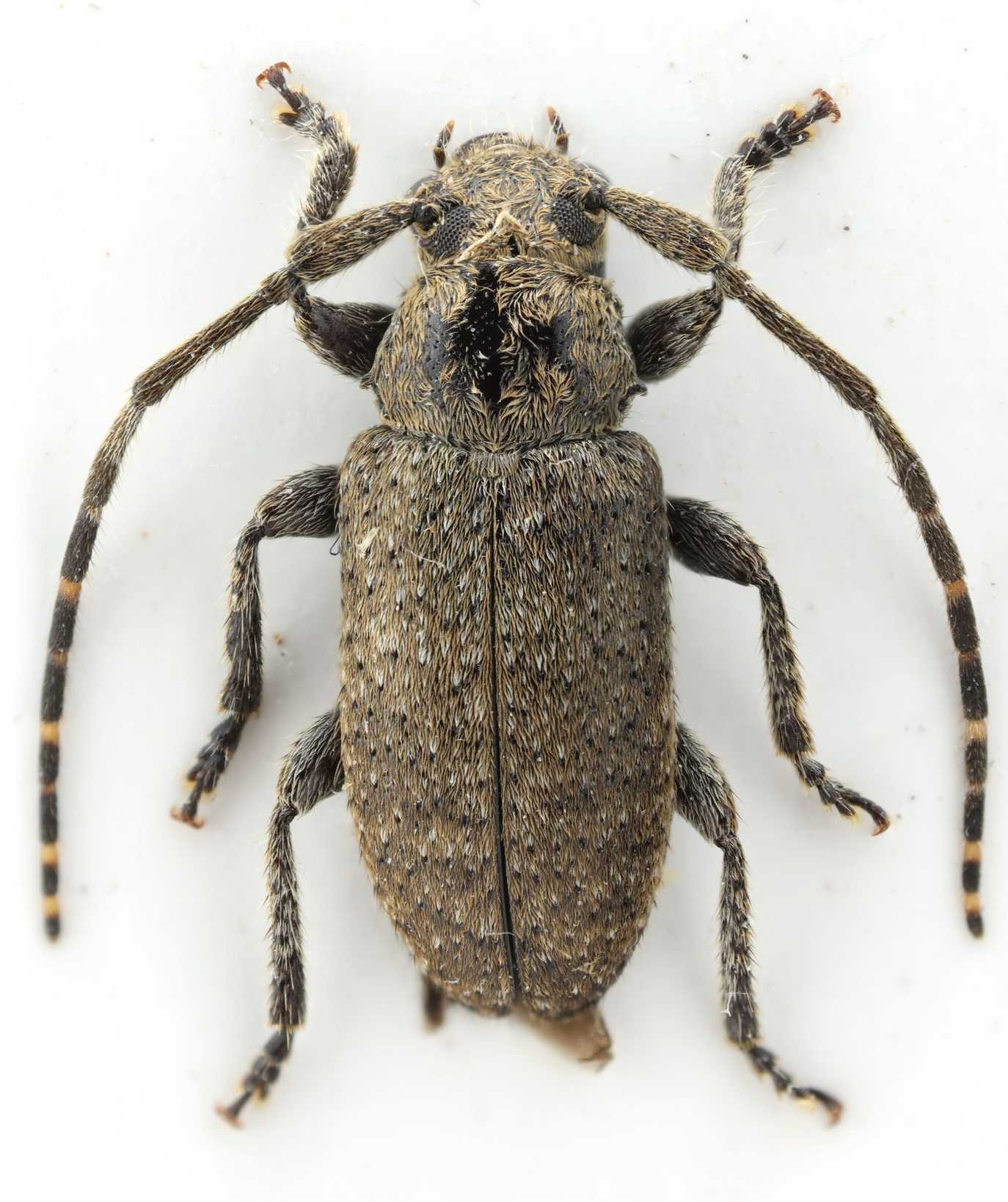 Drycothaea