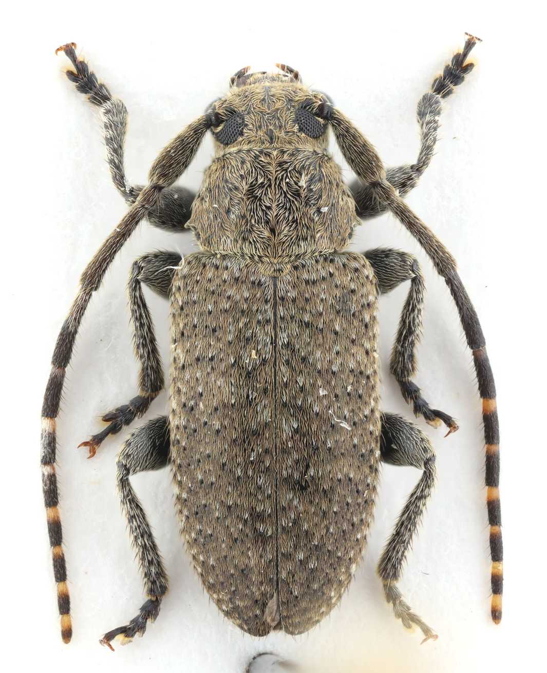 Drycothaea