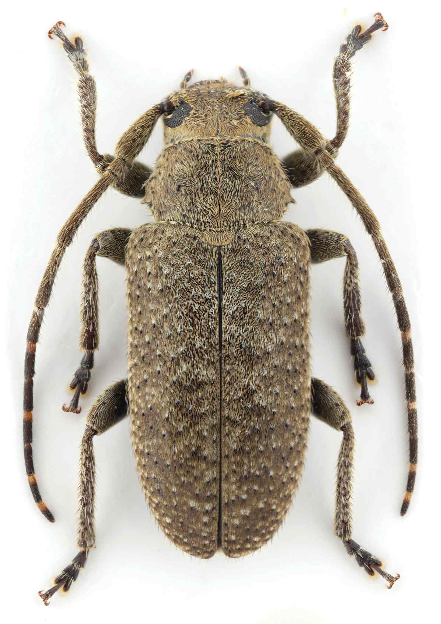 Drycothaea