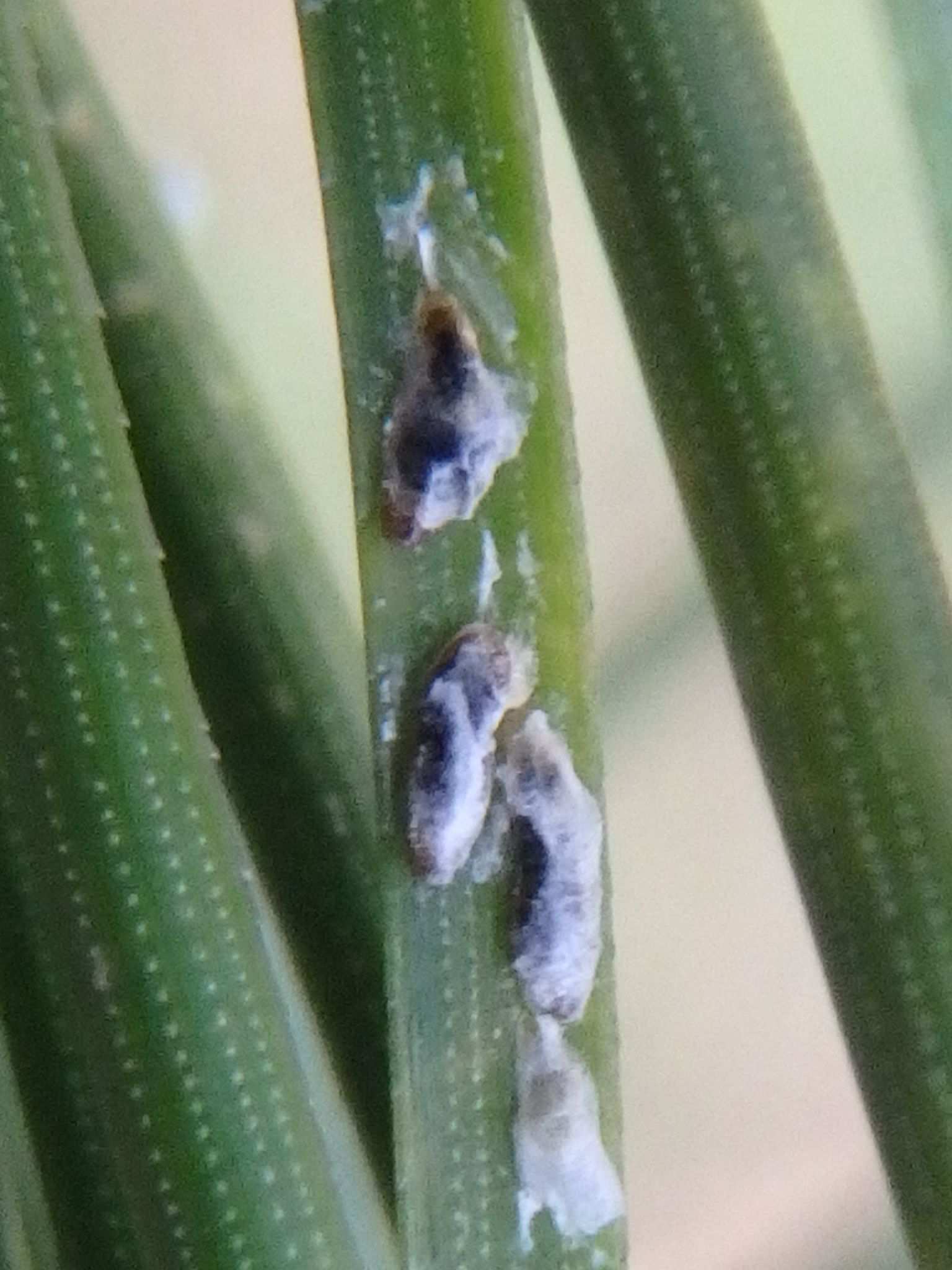 Lepidosaphes pini