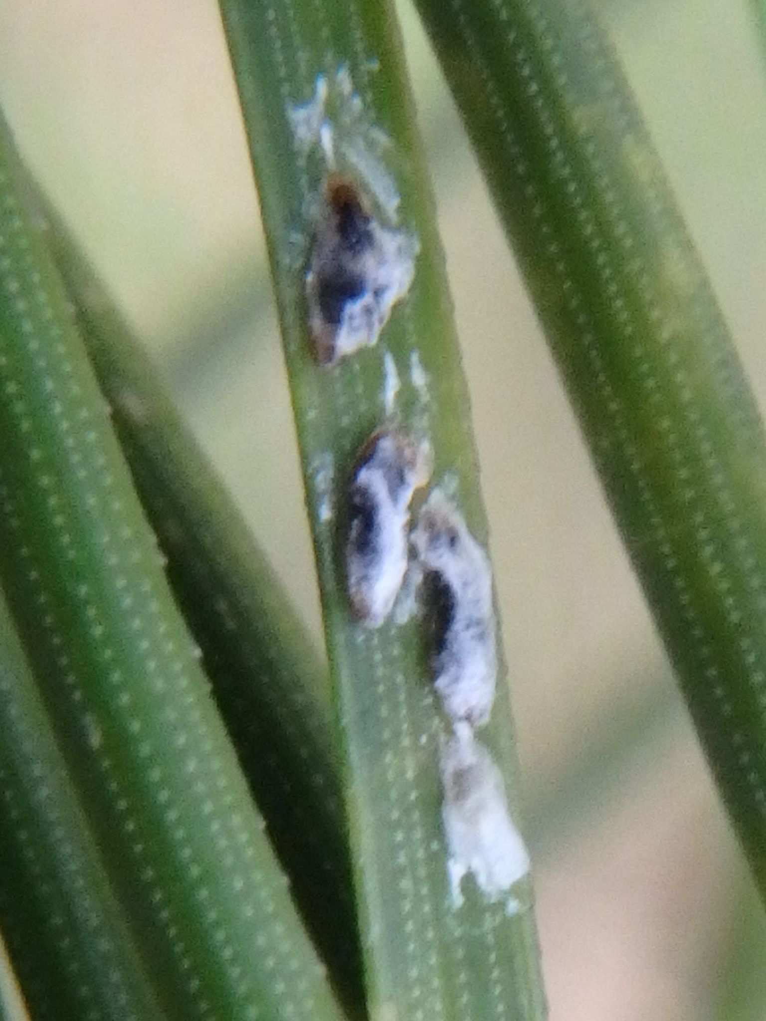 Lepidosaphes pini