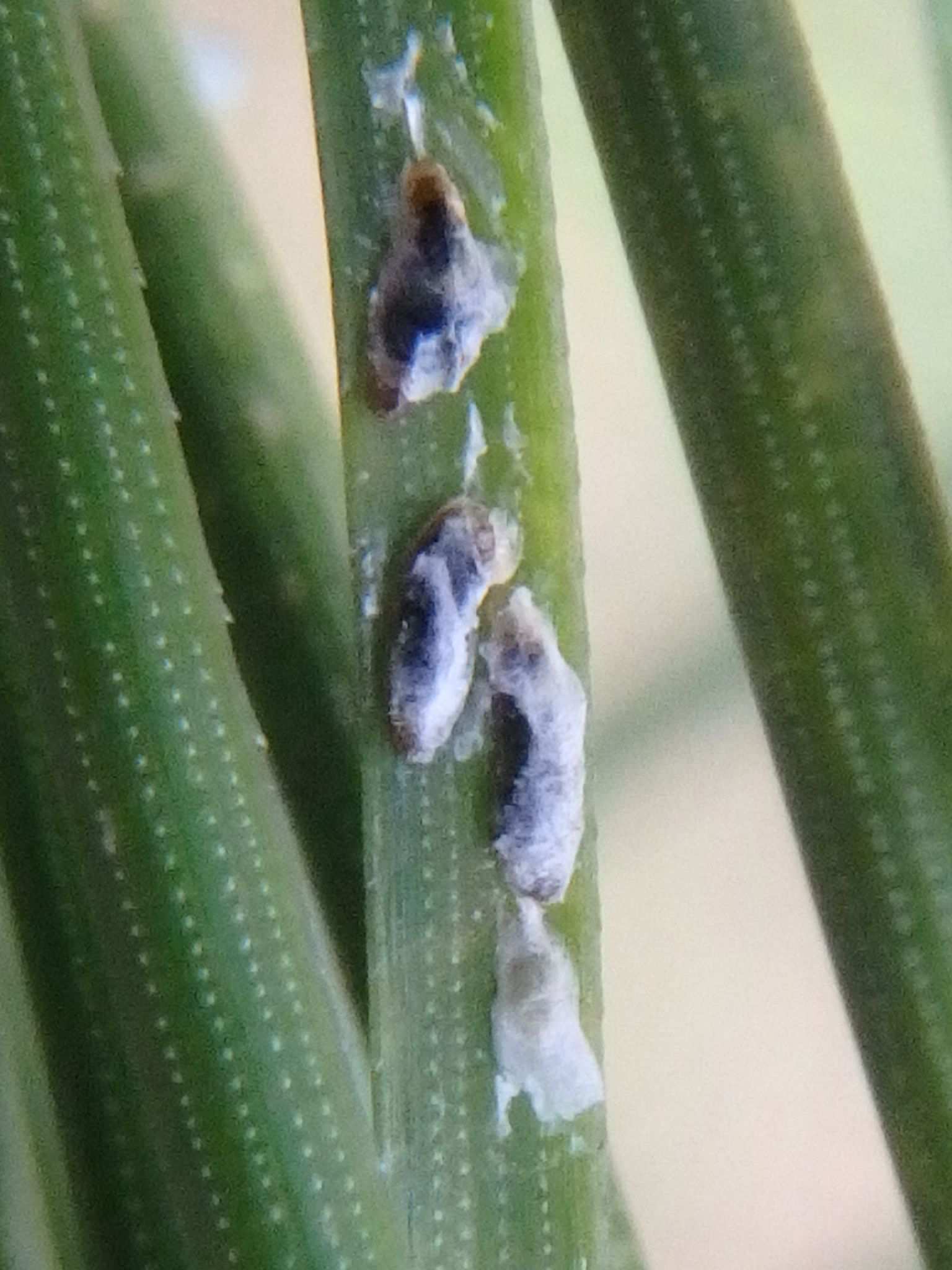 Lepidosaphes pini