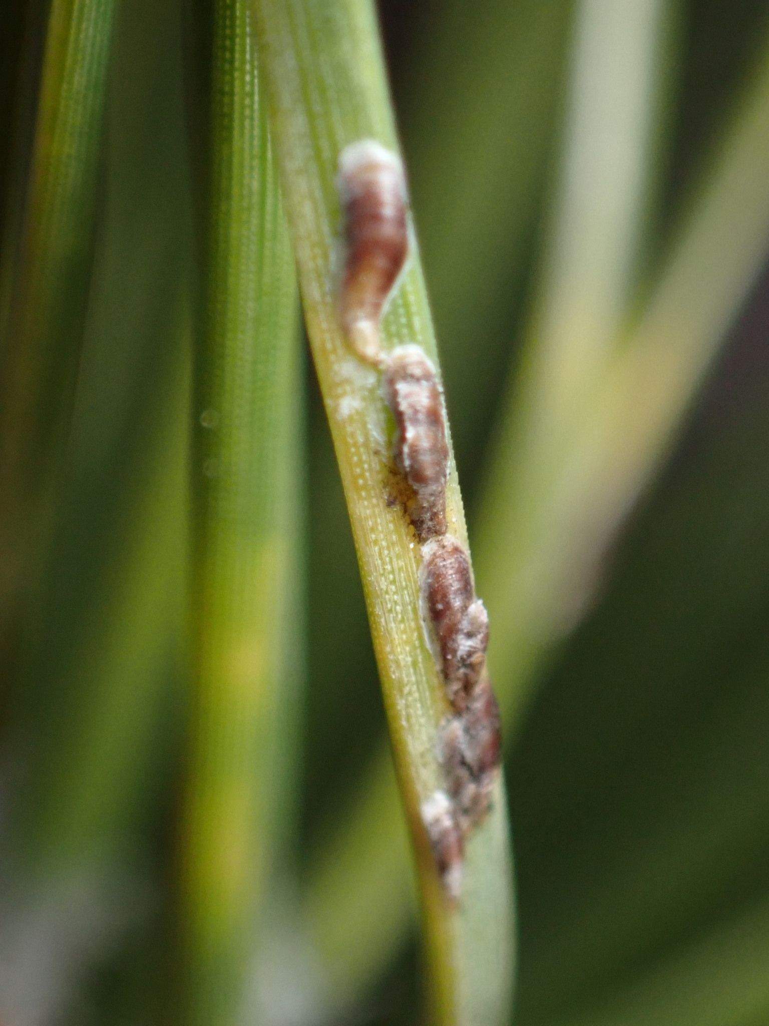 Lepidosaphes pini