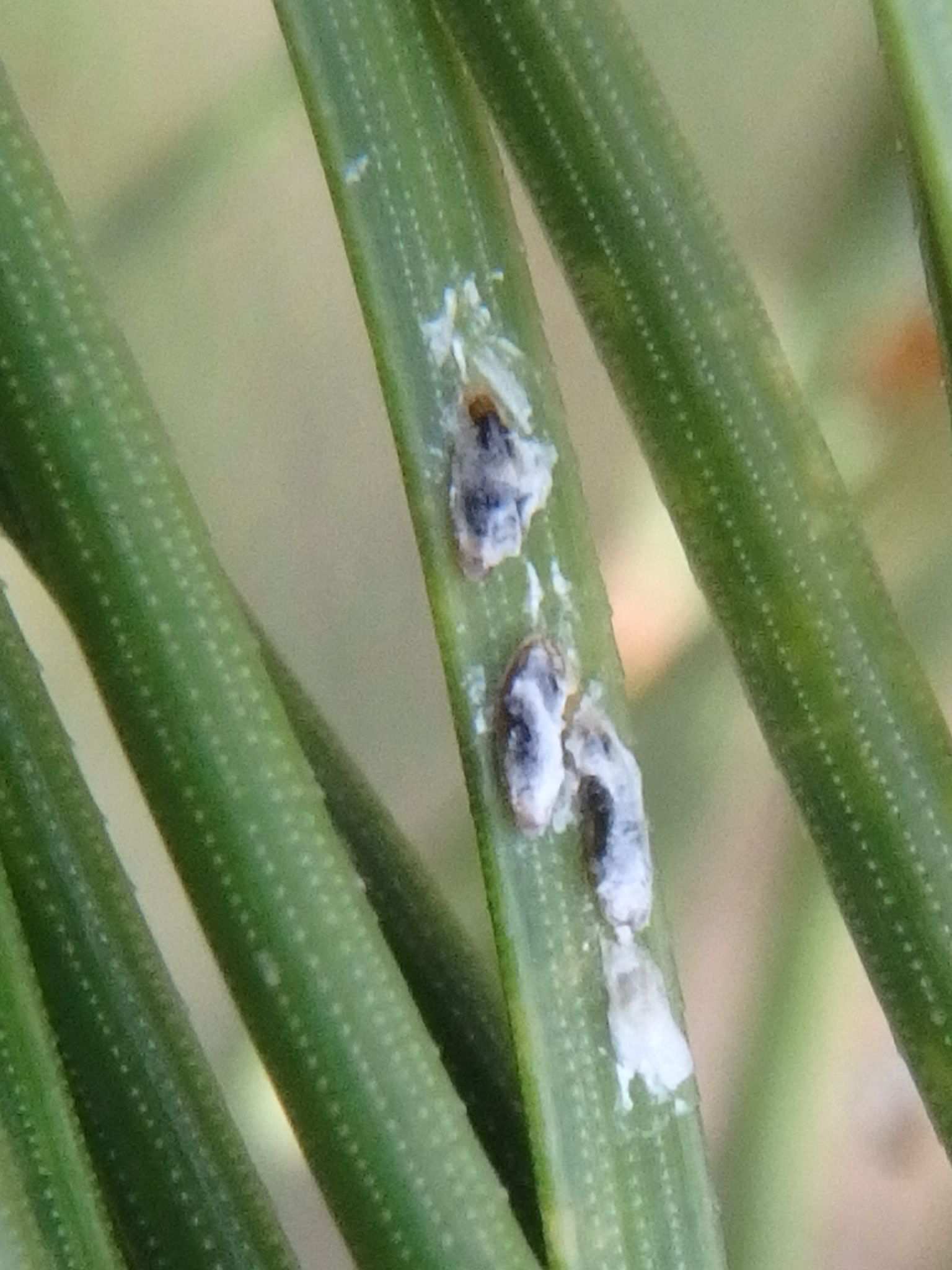 Lepidosaphes pini