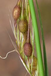 Tetramesa