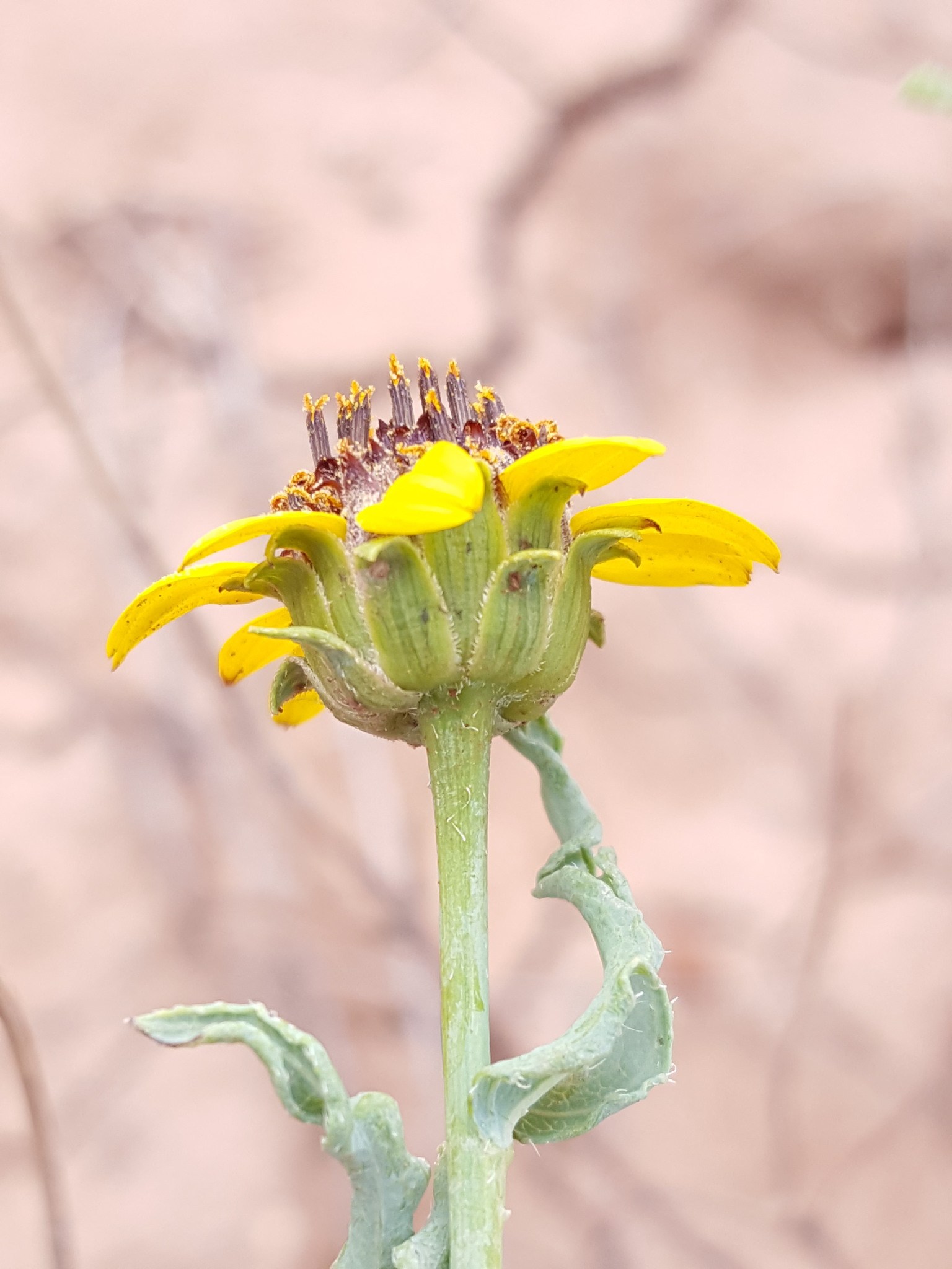 Helianthus ciliaris