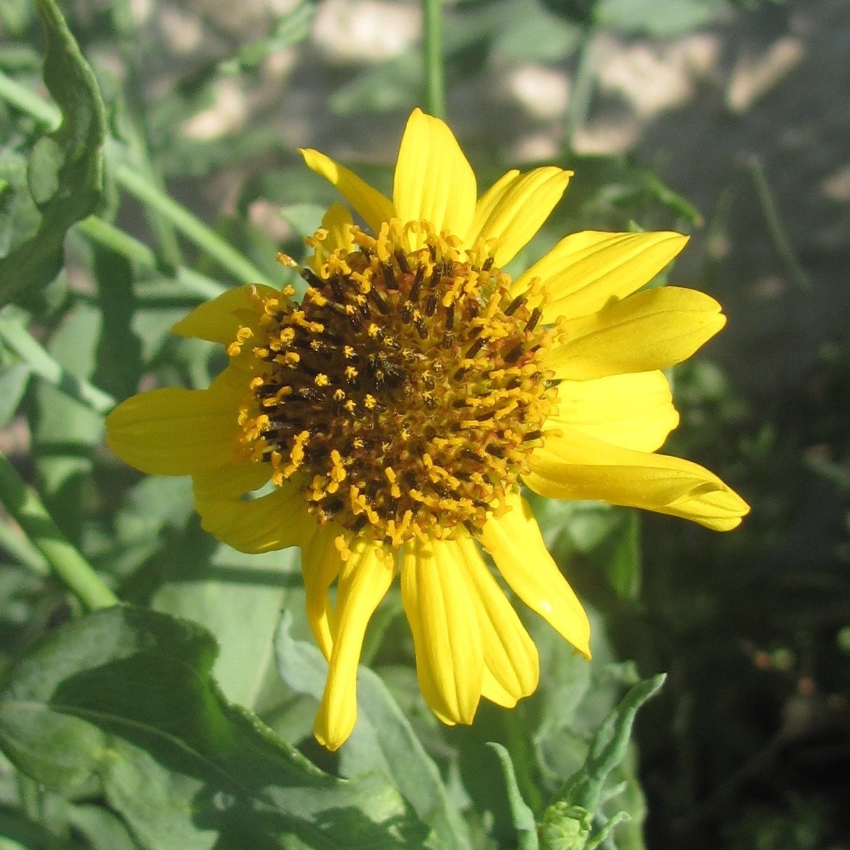 Helianthus ciliaris