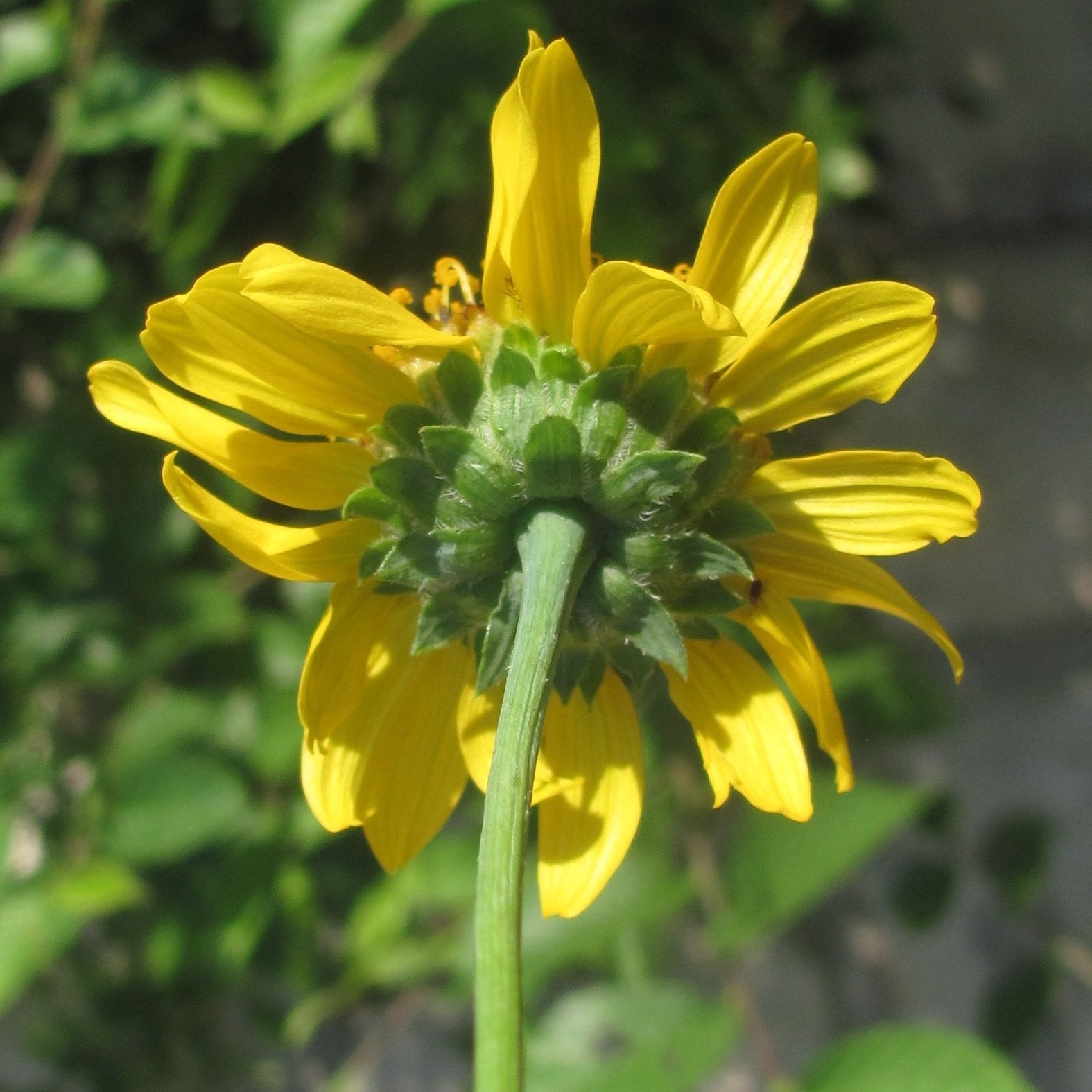 Helianthus ciliaris