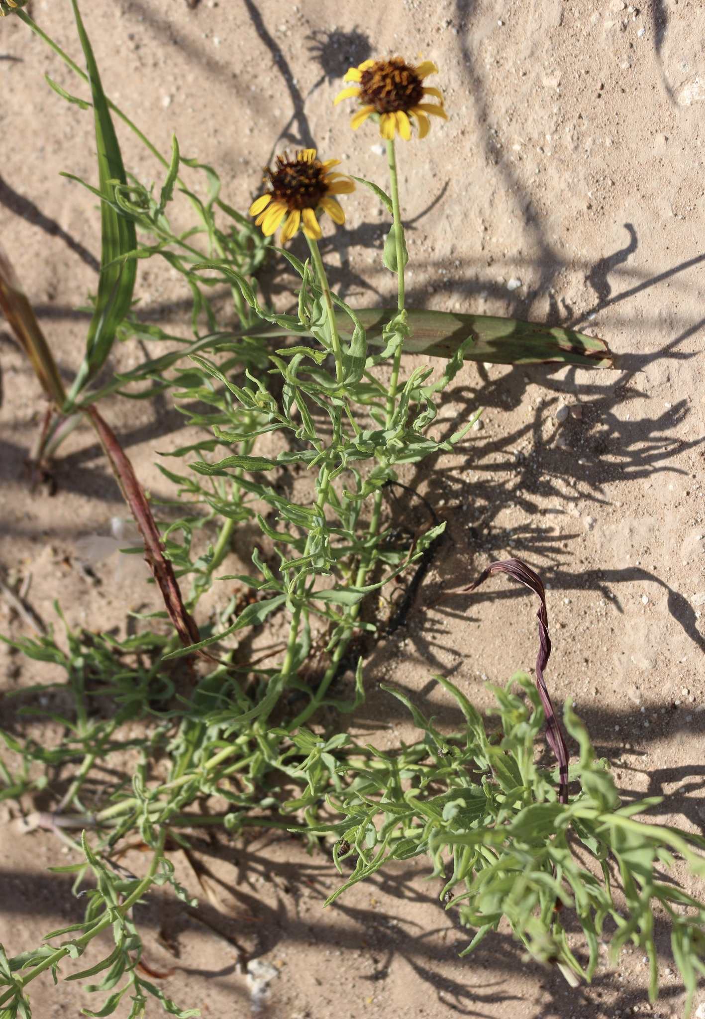 Helianthus ciliaris