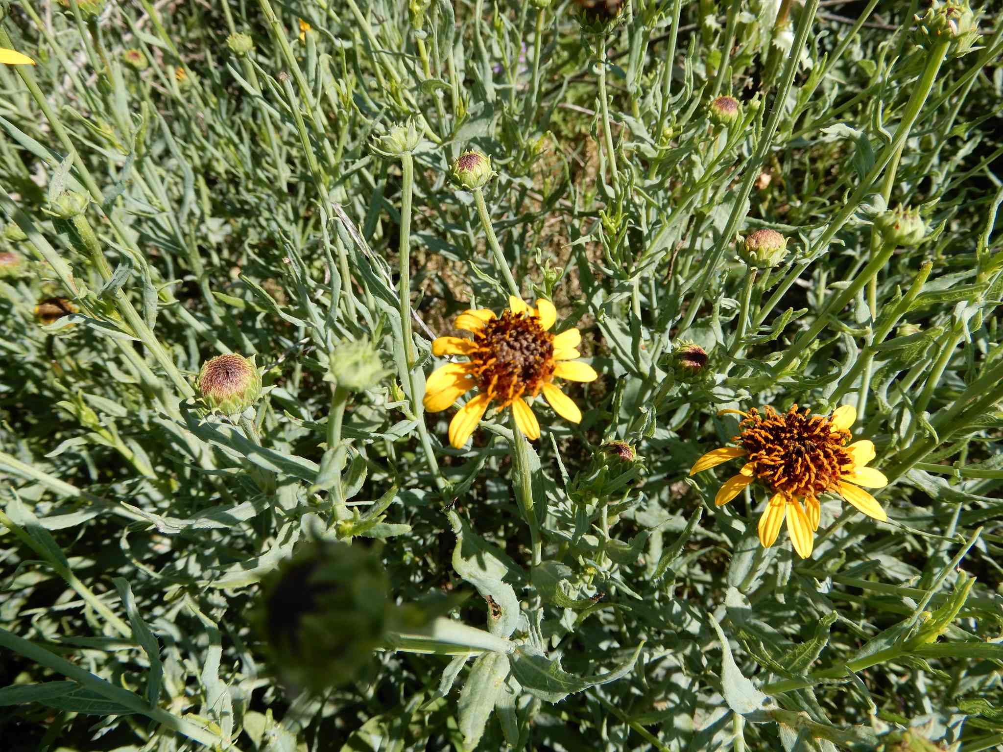 Helianthus ciliaris