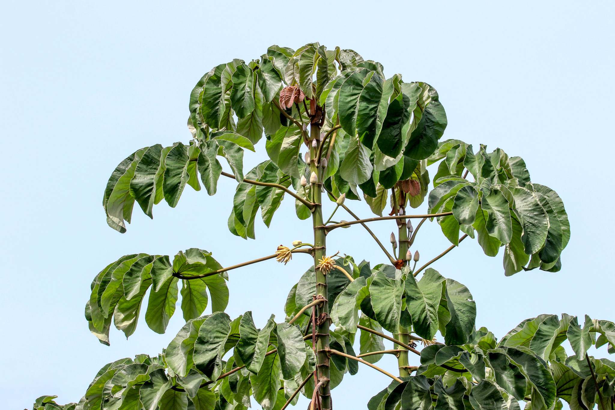 Cecropia peltata