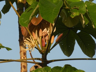 Cecropia peltata