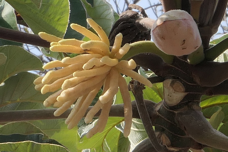Cecropia peltata