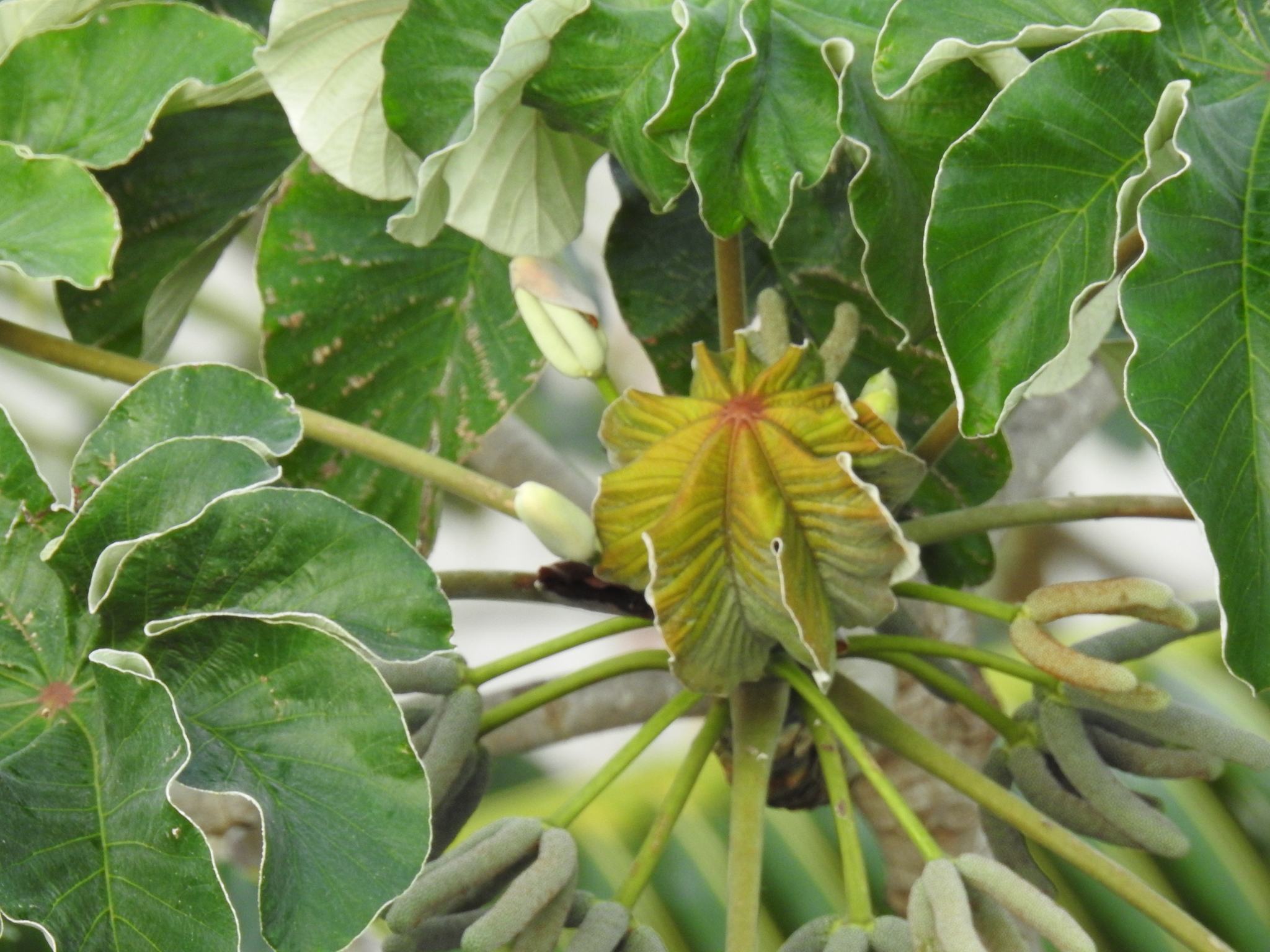 Cecropia peltata