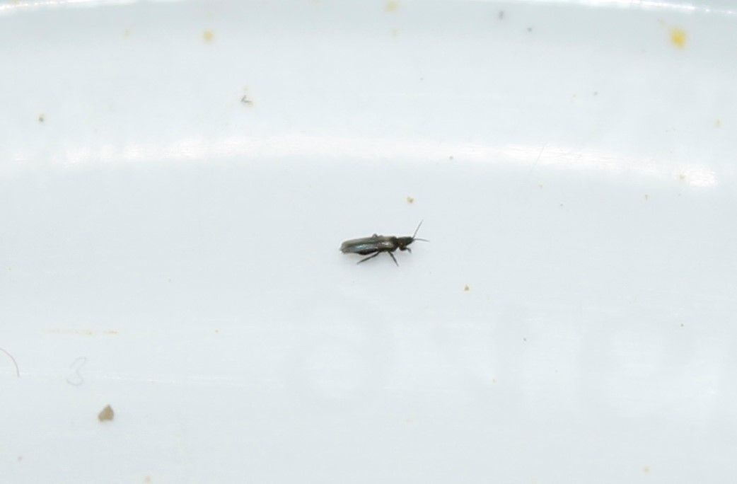 Thrips angusticeps