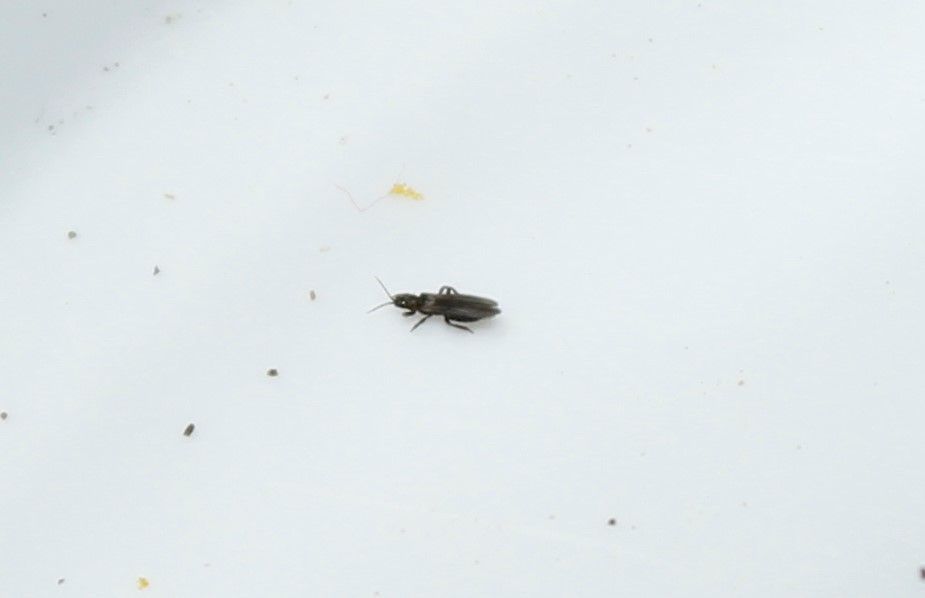 Thrips angusticeps