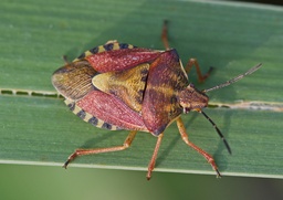 Carpocoris purpureipennis