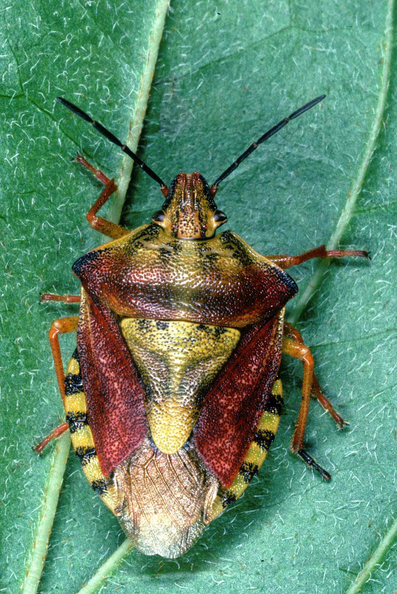 Carpocoris purpureipennis