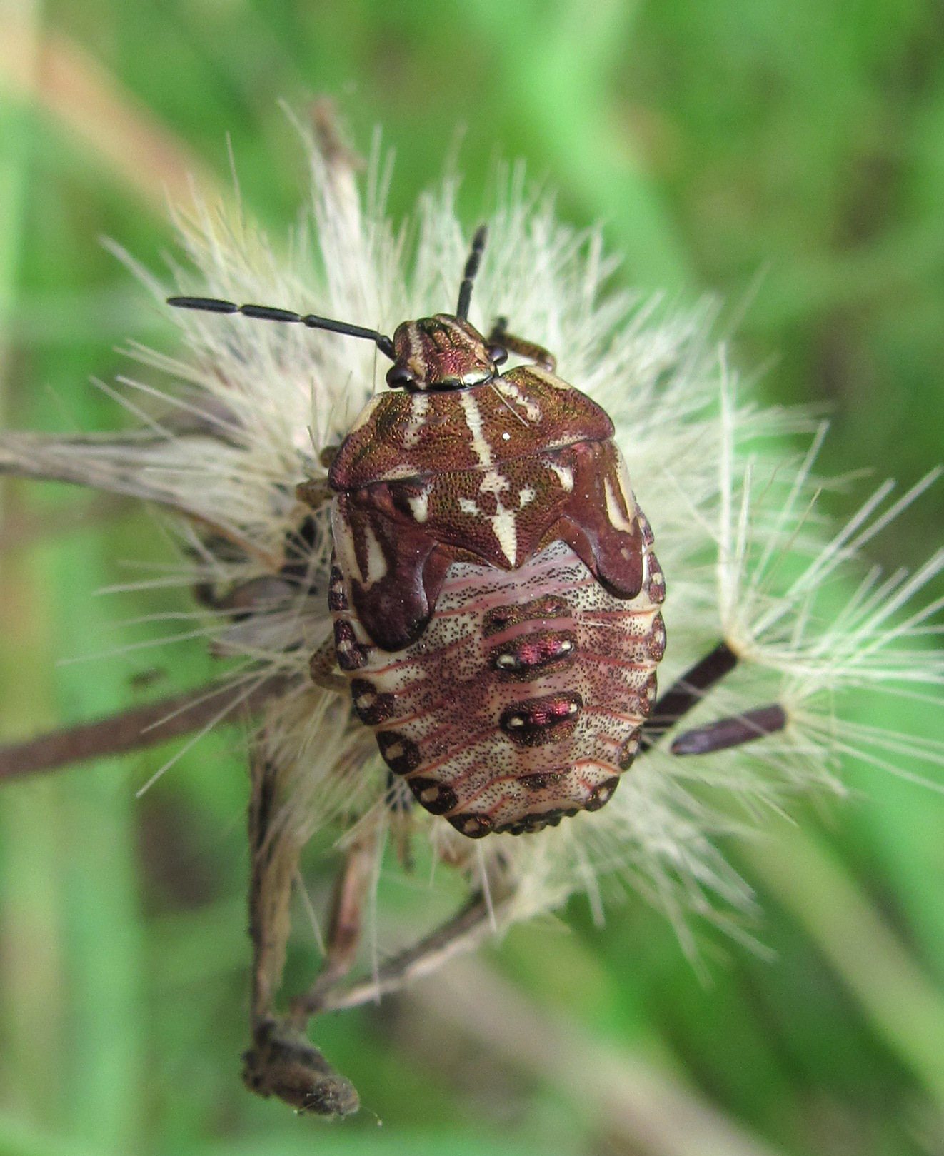 Carpocoris purpureipennis