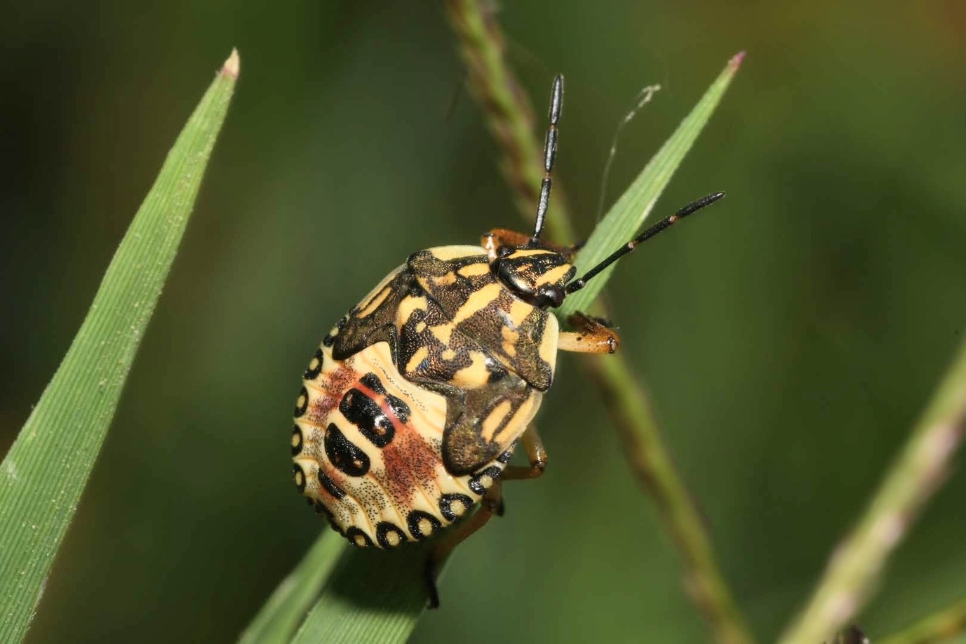 Carpocoris purpureipennis
