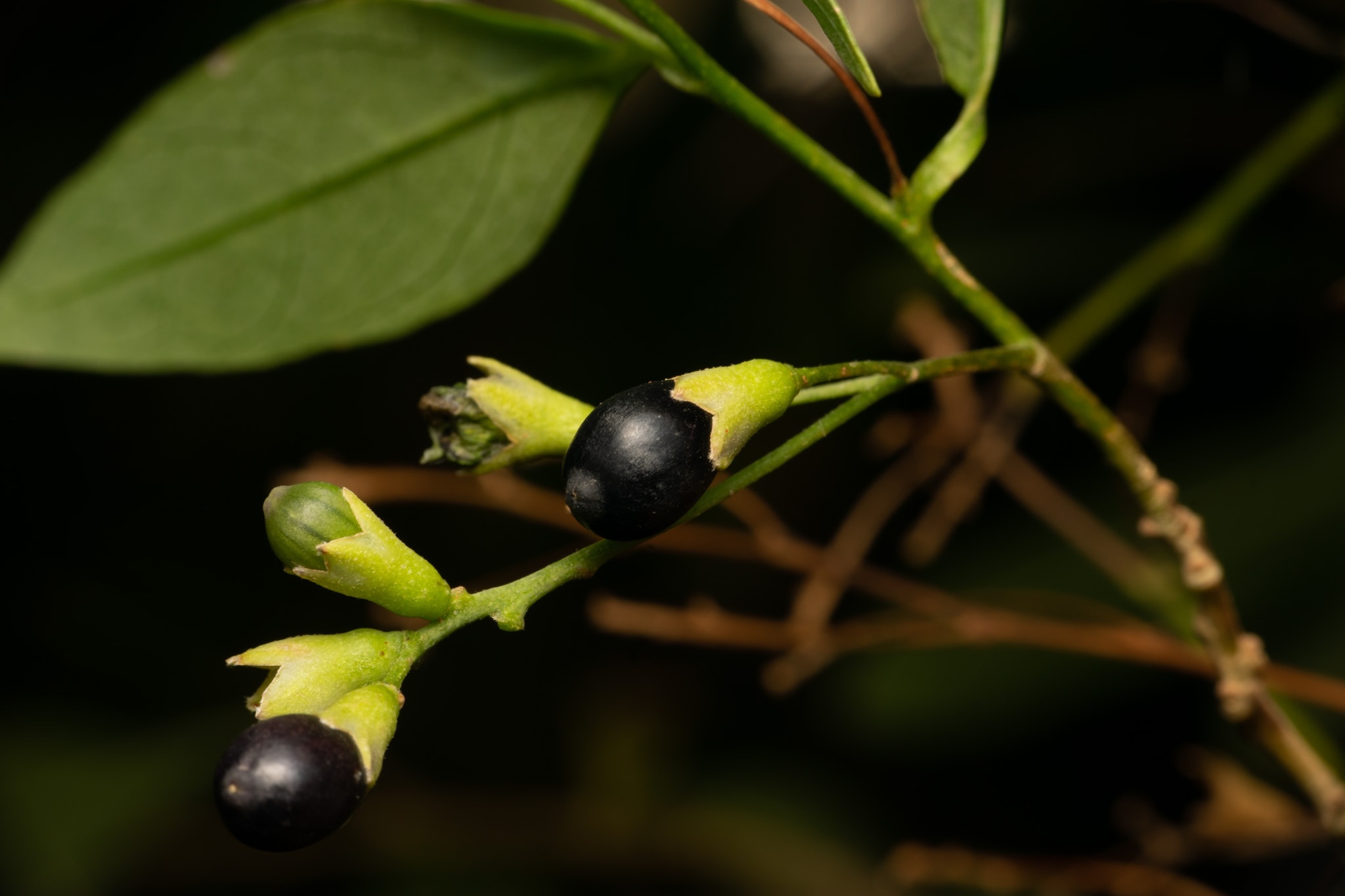 Cestrum parqui