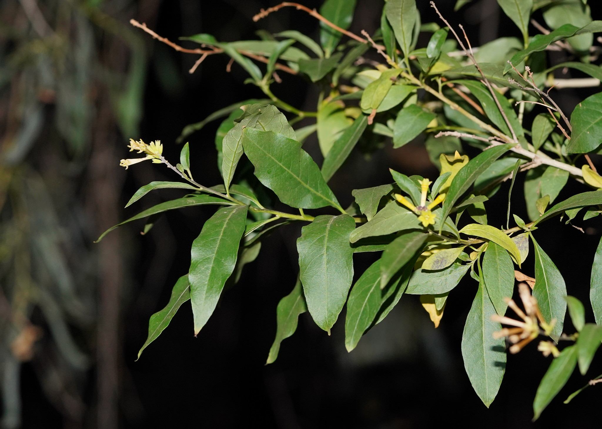 Cestrum parqui