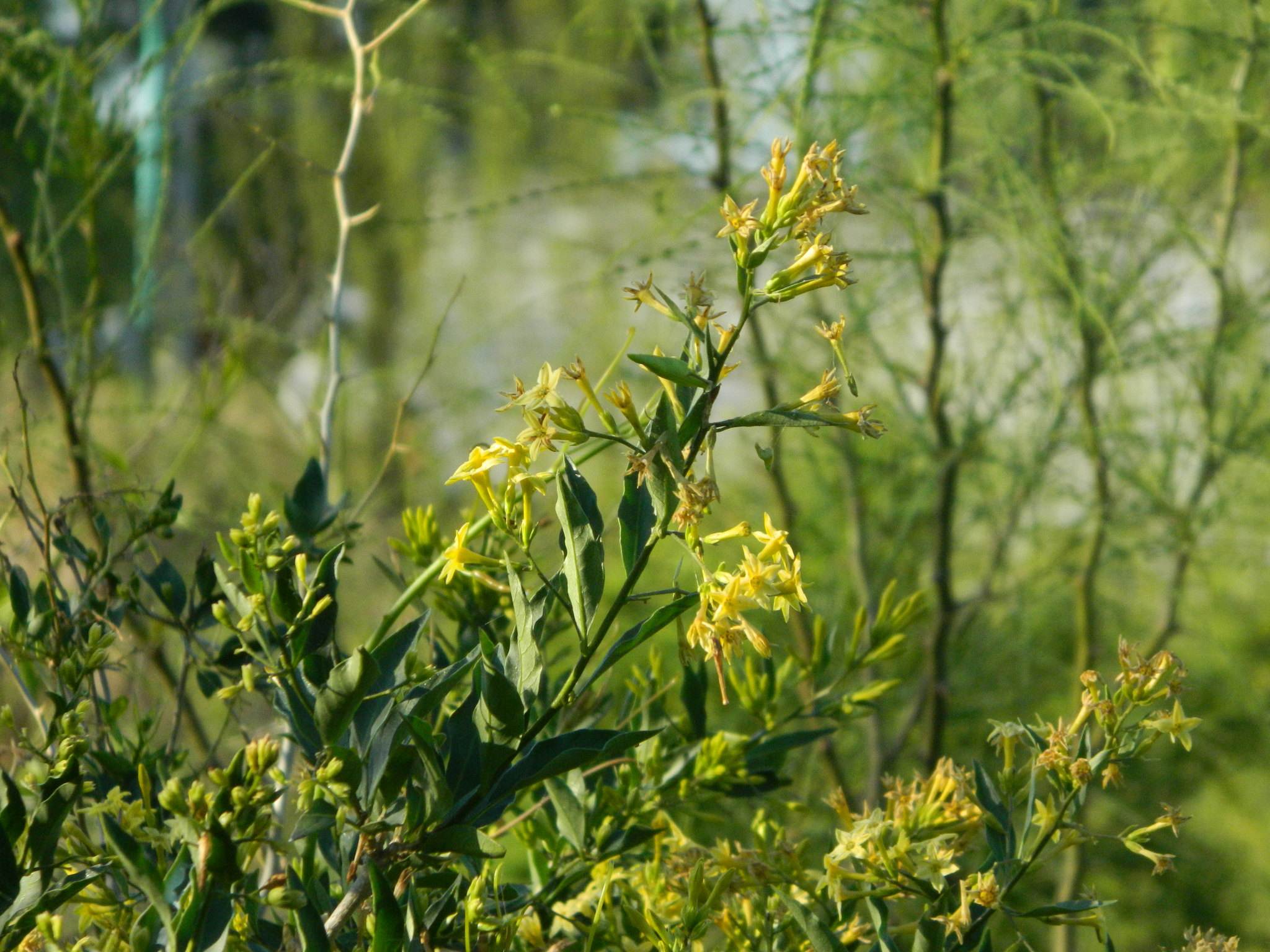 Cestrum parqui
