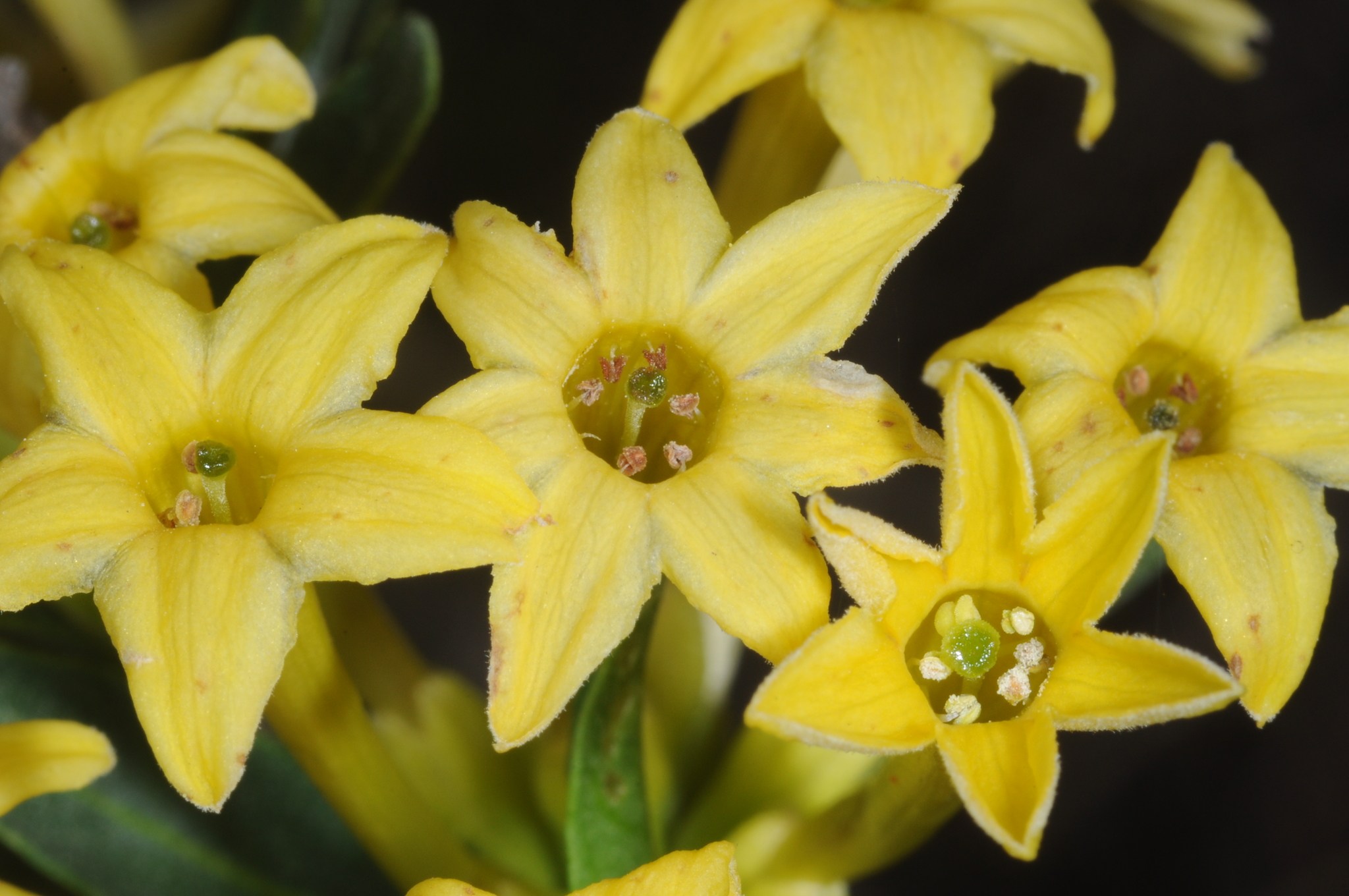 Cestrum parqui