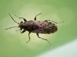 Heterogaster