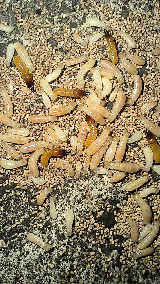 Procryptotermes
