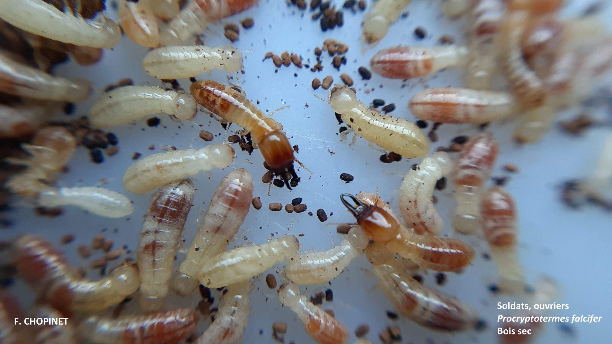 Procryptotermes