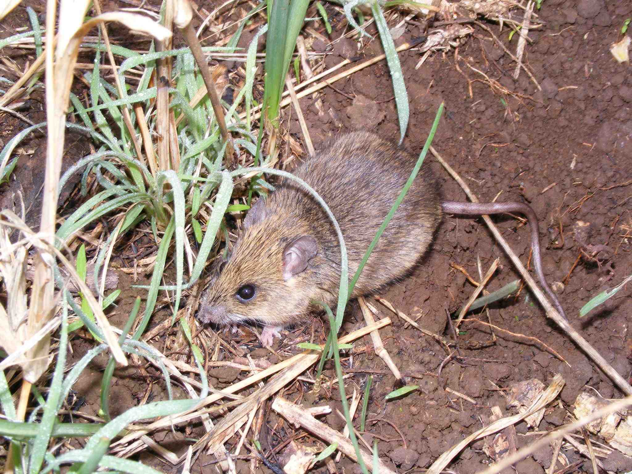 Mastomys natalensis