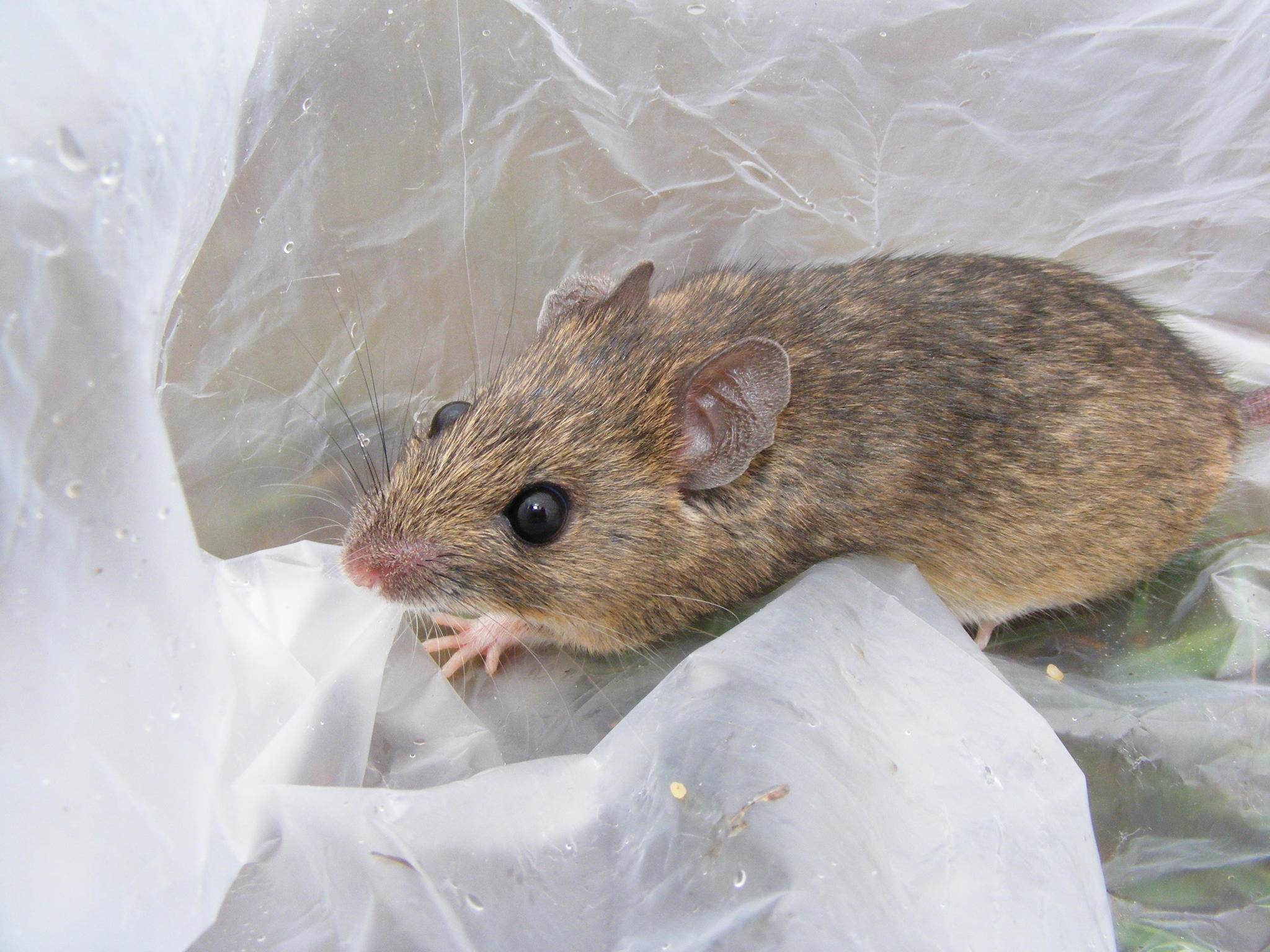 Mastomys natalensis